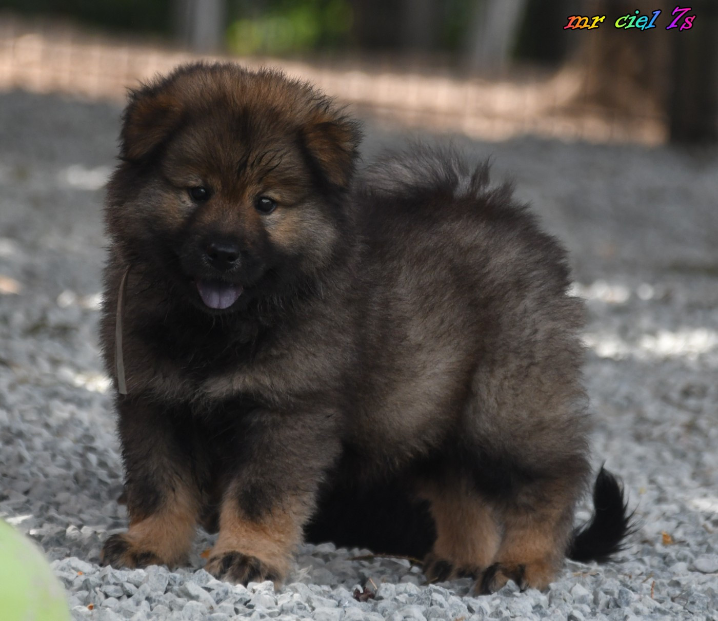 des Legendes de Retz - Chiots disponibles - Eurasier