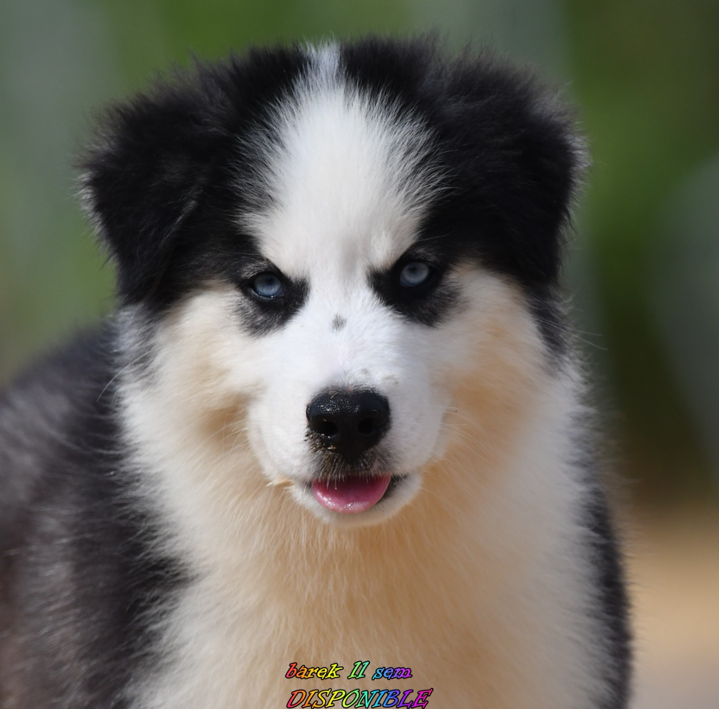 des Legendes de Retz - Chiots disponibles - Laika de iakoutie