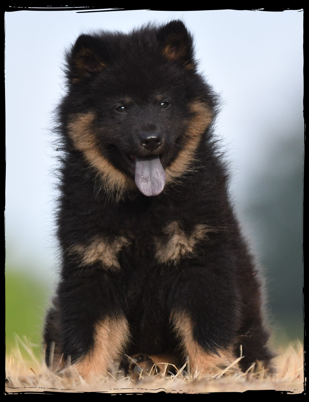 des Legendes de Retz - Chiots disponibles - Eurasier