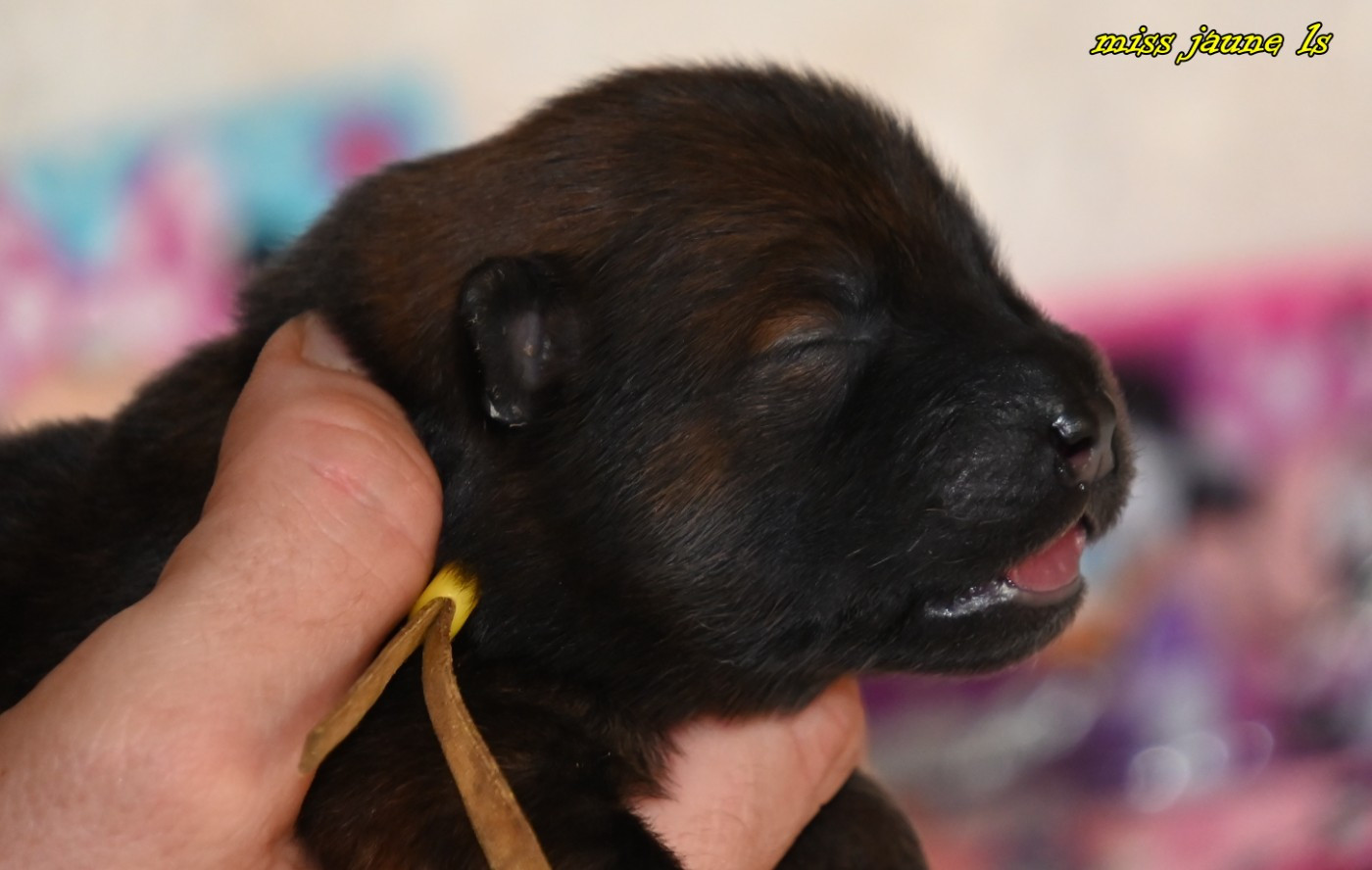 des Legendes de Retz - Chiots disponibles - Eurasier