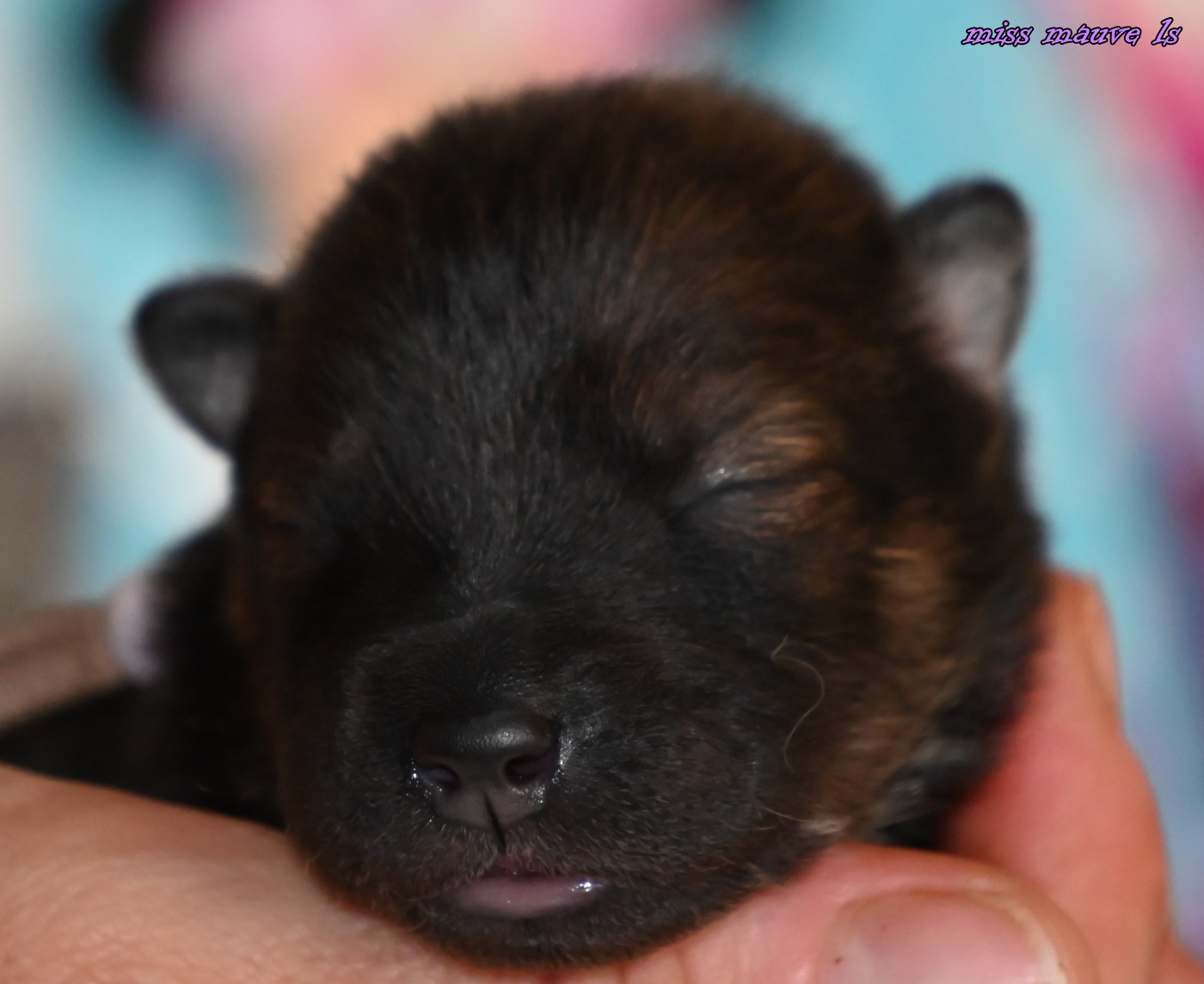 des Legendes de Retz - Chiots disponibles - Eurasier