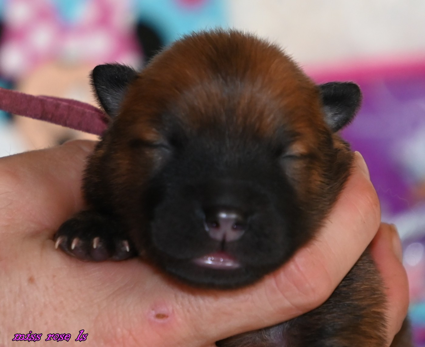 des Legendes de Retz - Chiots disponibles - Eurasier