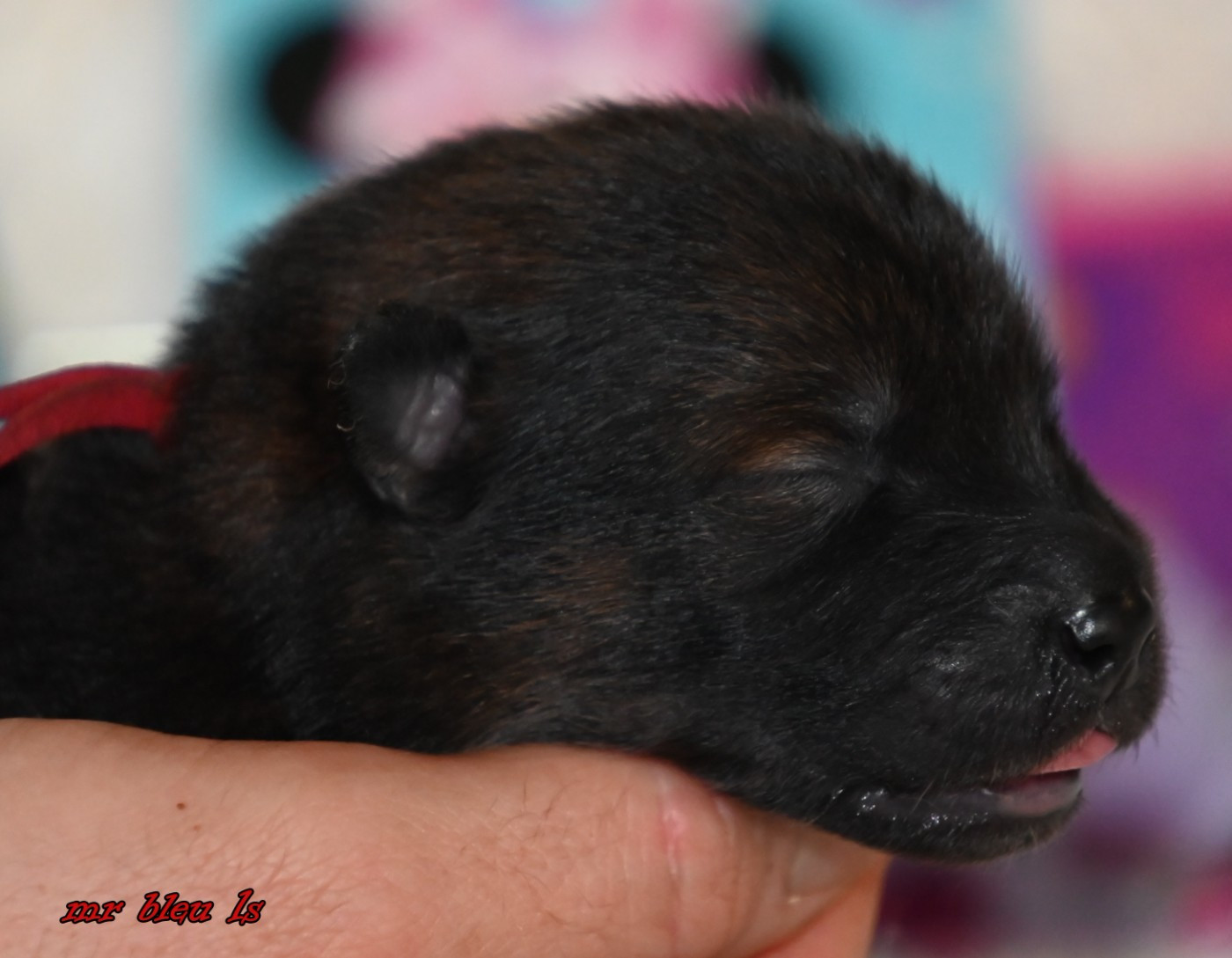 des Legendes de Retz - Chiots disponibles - Eurasier