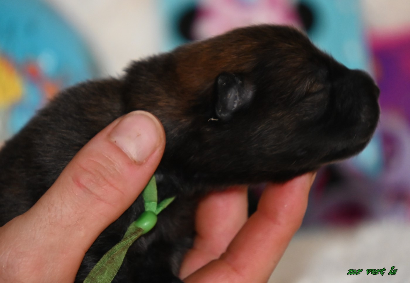 des Legendes de Retz - Chiots disponibles - Eurasier