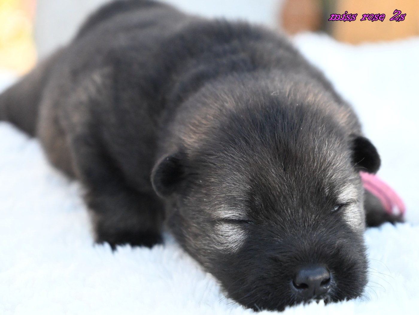 des Legendes de Retz - Chiots disponibles - Eurasier