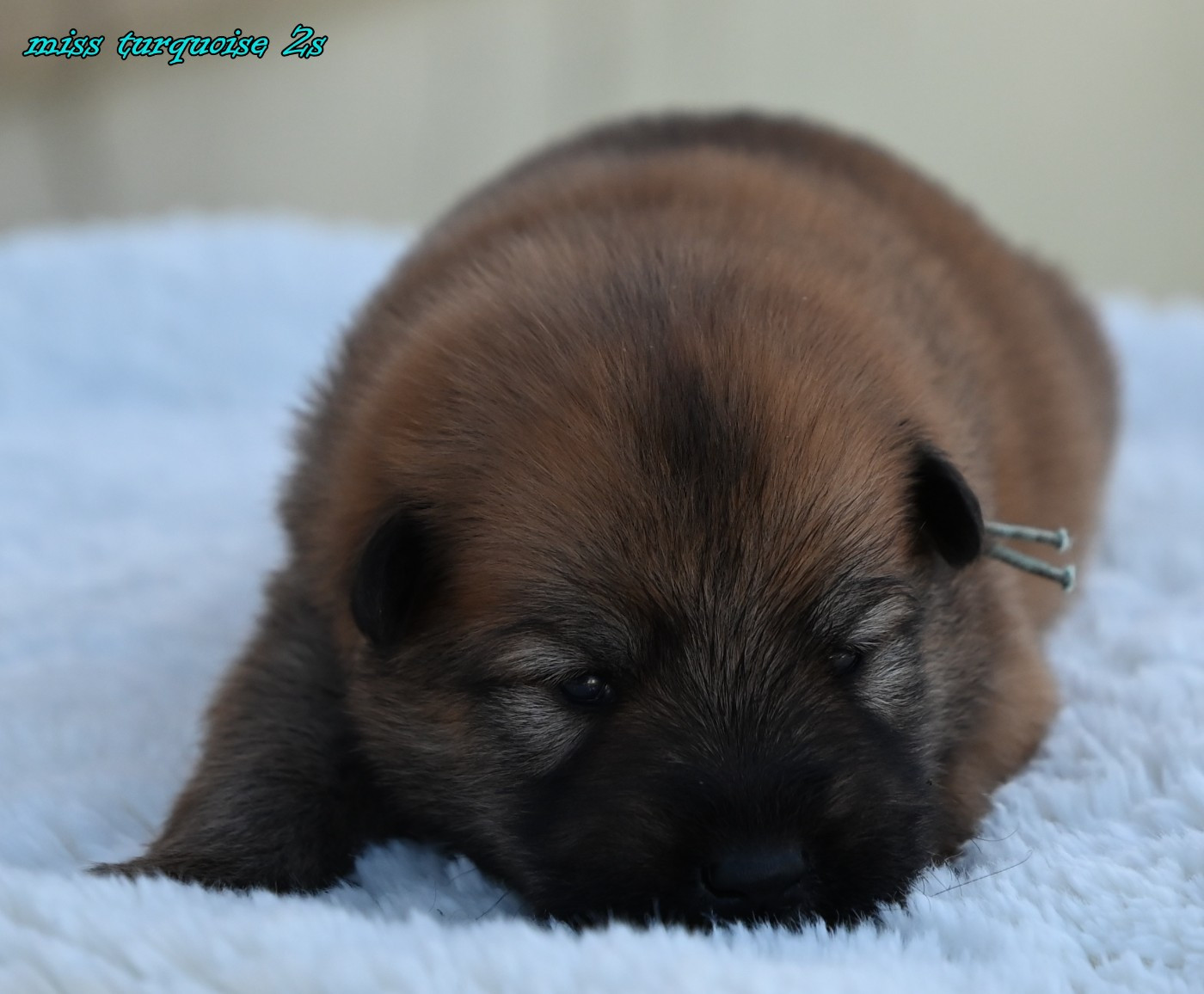 des Legendes de Retz - Chiots disponibles - Eurasier