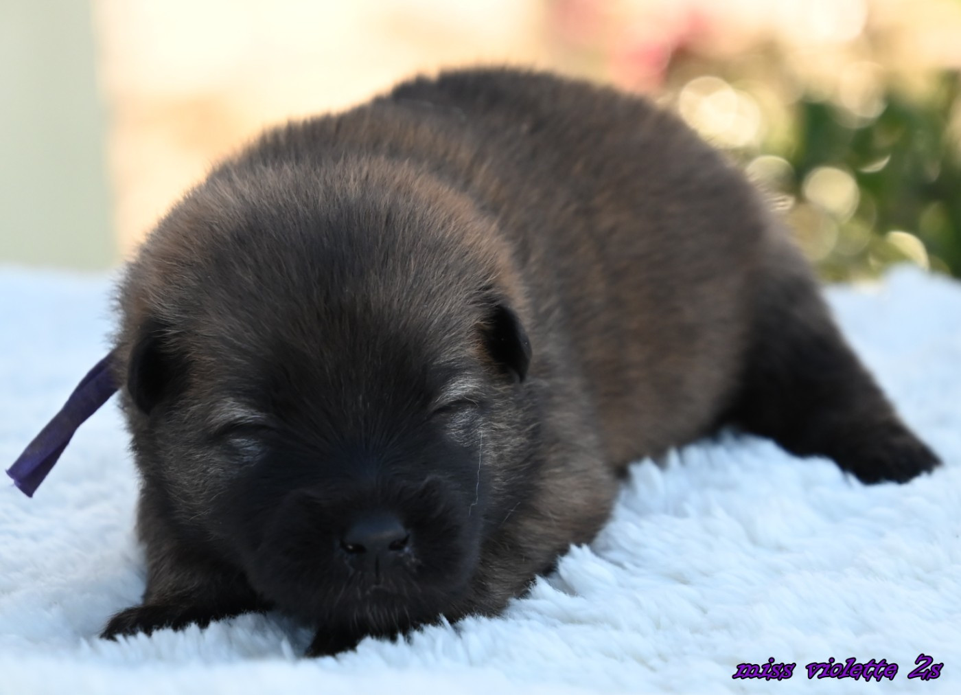 des Legendes de Retz - Chiots disponibles - Eurasier