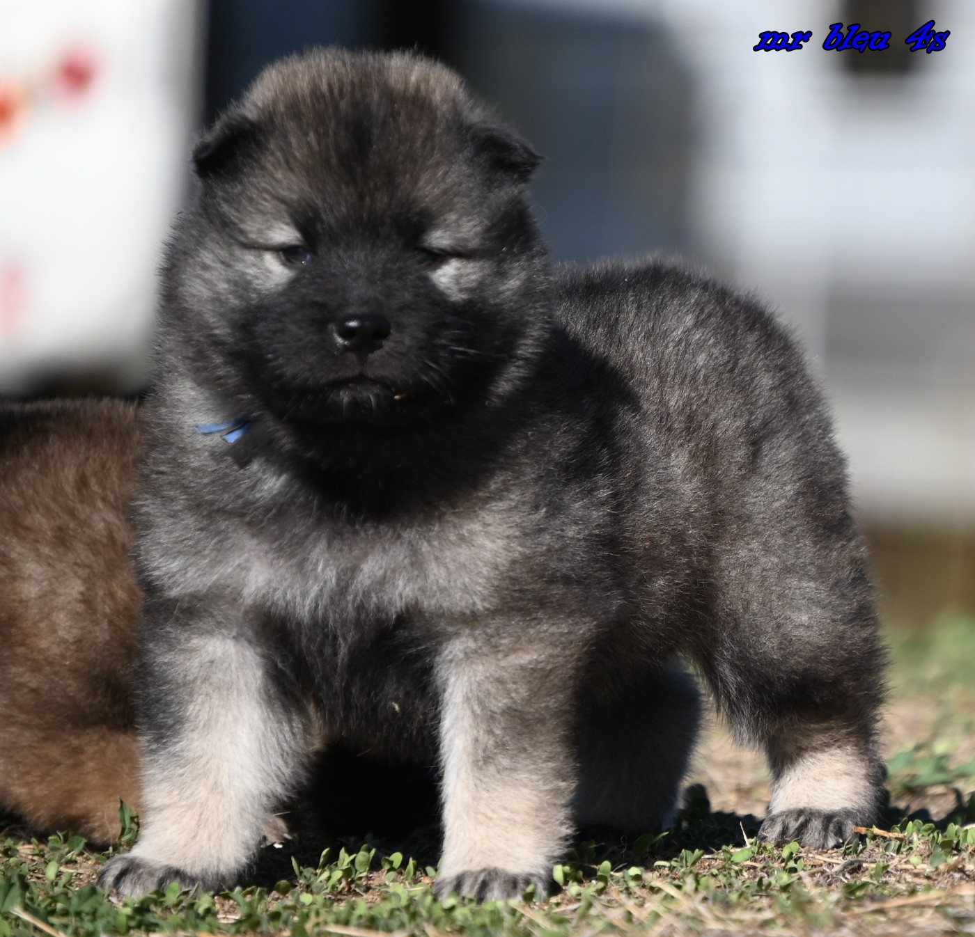 des Legendes de Retz - Eurasier - Portée née le 09/08/2026