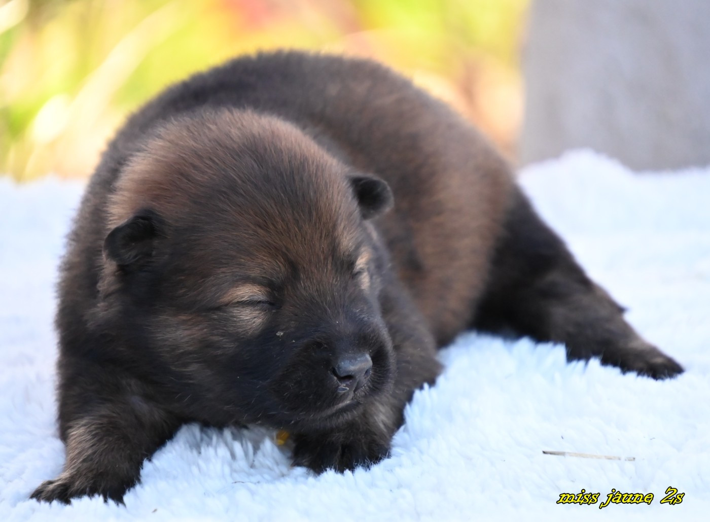 des Legendes de Retz - Chiots disponibles - Eurasier