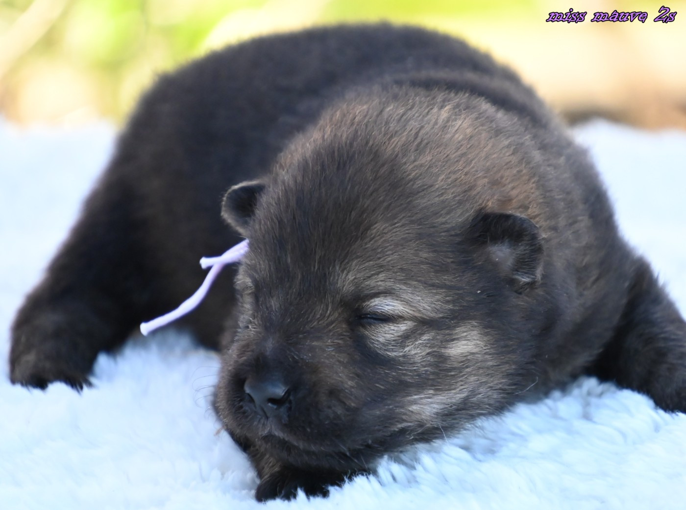 des Legendes de Retz - Chiots disponibles - Eurasier