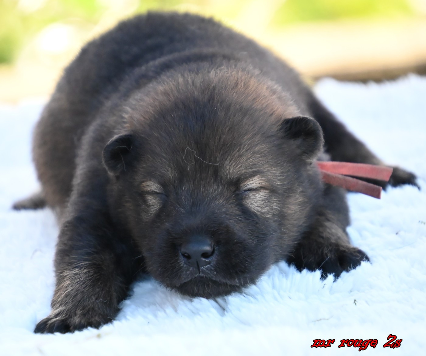 des Legendes de Retz - Chiots disponibles - Eurasier