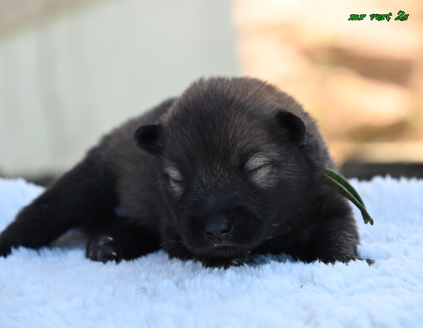 des Legendes de Retz - Chiots disponibles - Eurasier