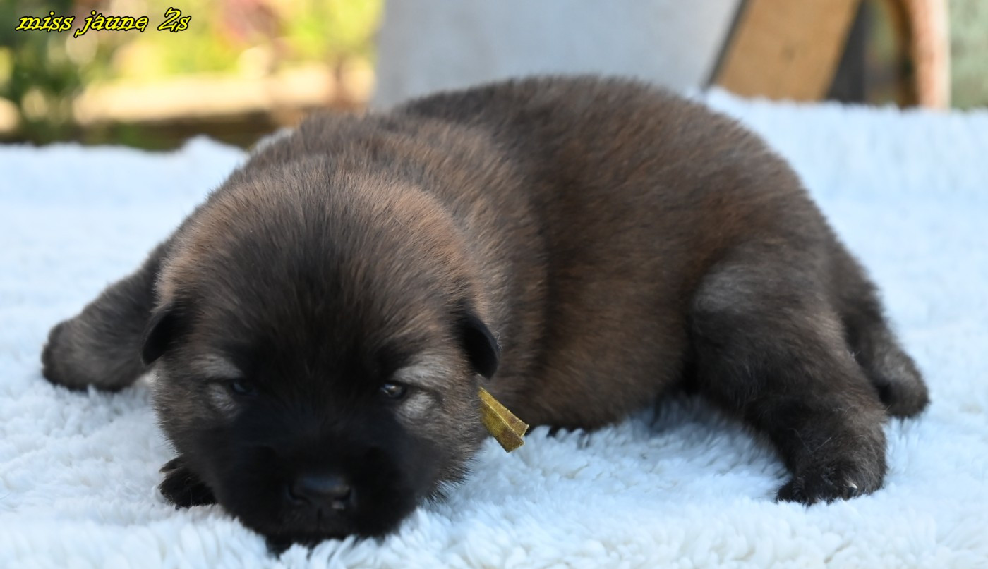 des Legendes de Retz - Chiots disponibles - Eurasier