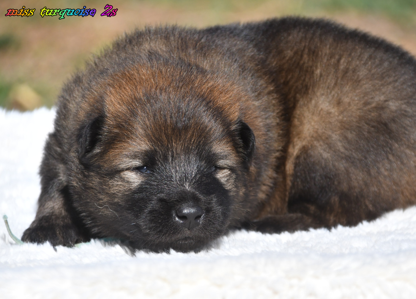 des Legendes de Retz - Chiots disponibles - Eurasier