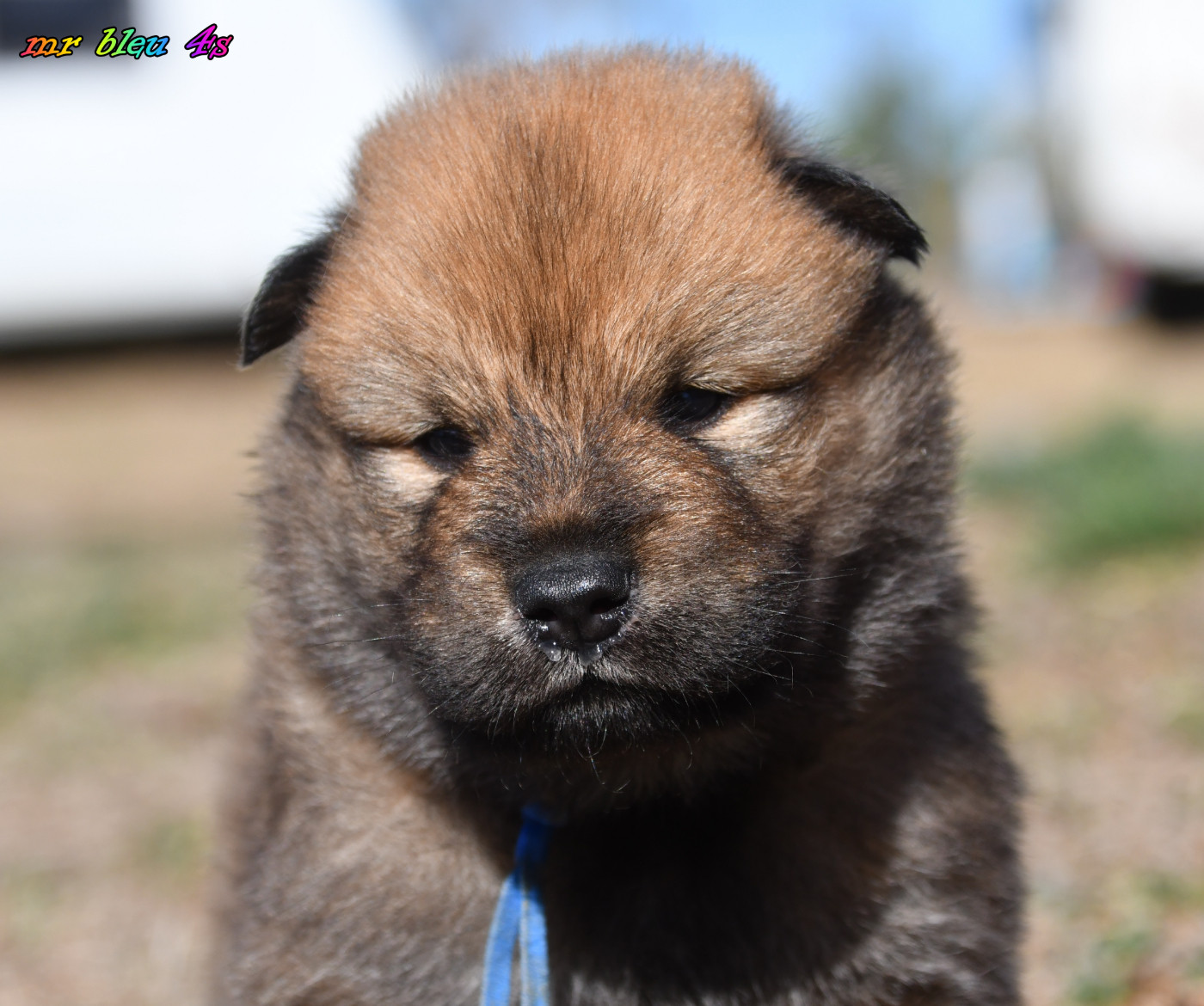 des Legendes de Retz - Chiots disponibles - Eurasier