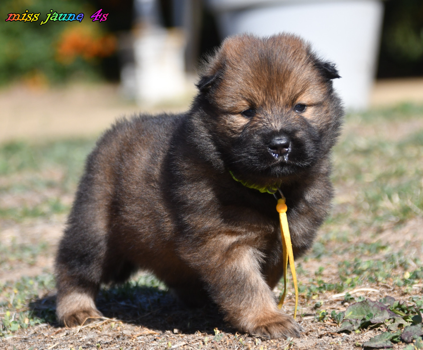 des Legendes de Retz - Chiots disponibles - Eurasier