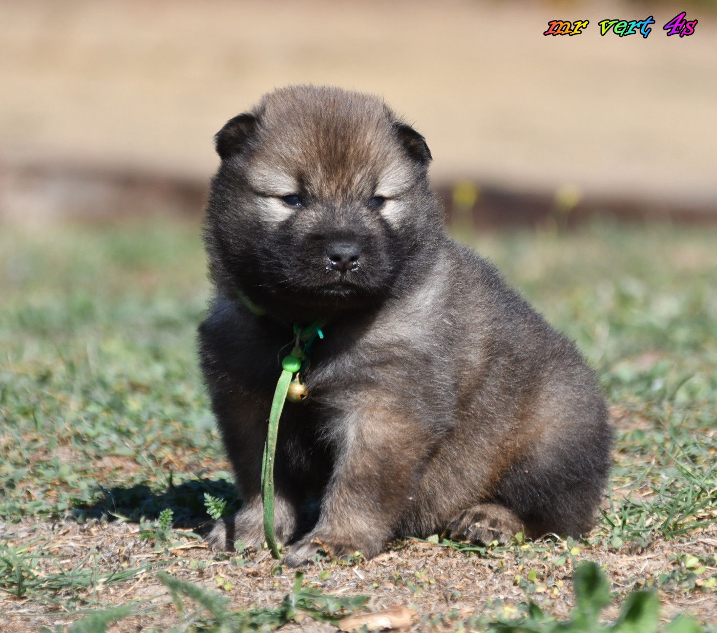 des Legendes de Retz - Chiots disponibles - Eurasier
