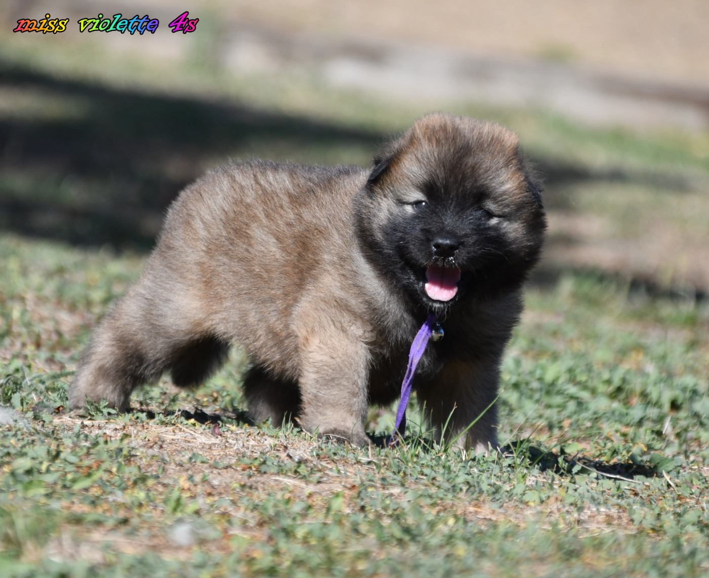 des Legendes de Retz - Chiots disponibles - Eurasier