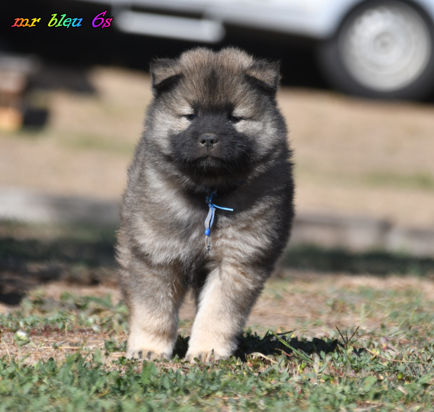 des Legendes de Retz - Chiots disponibles - Eurasier