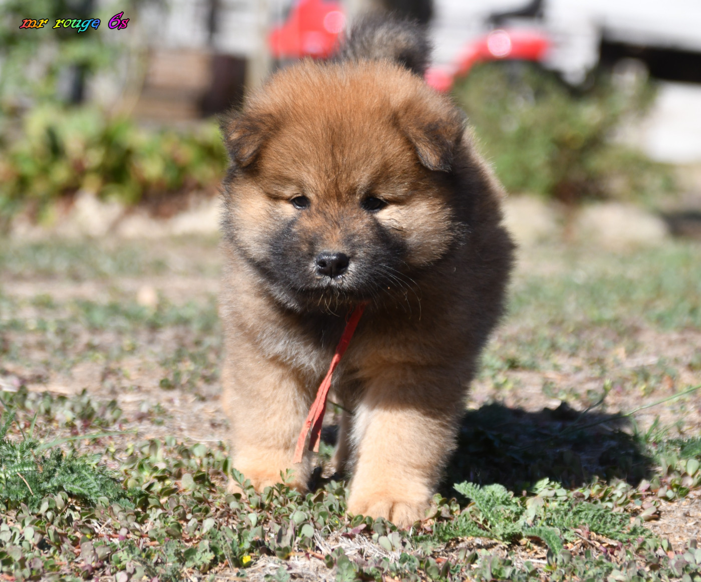 des Legendes de Retz - Chiots disponibles - Eurasier