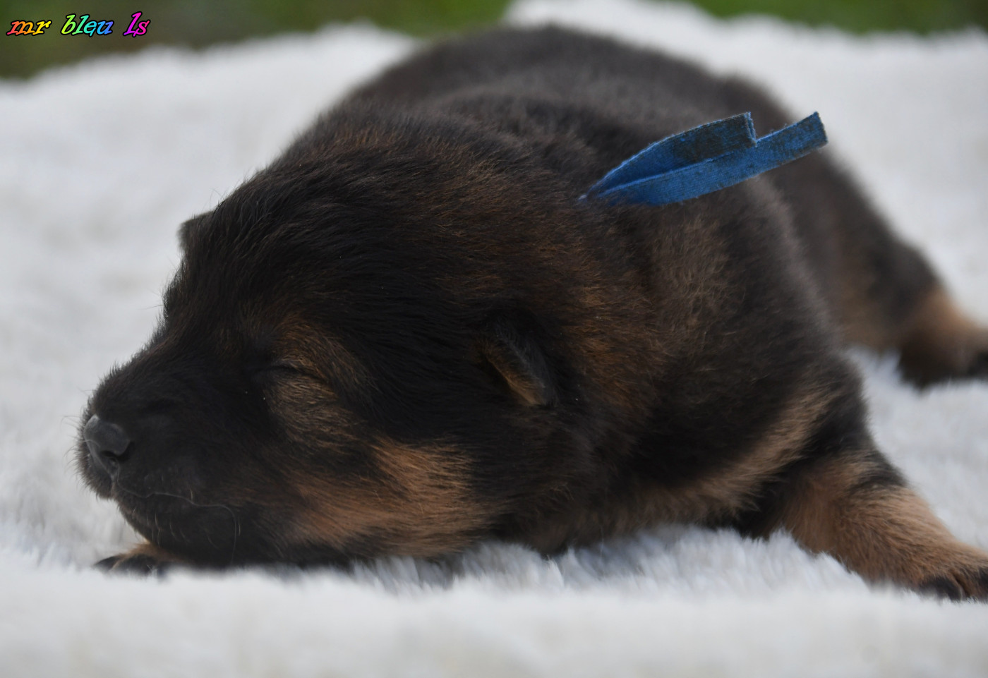 des Legendes de Retz - Chiots disponibles - Eurasier