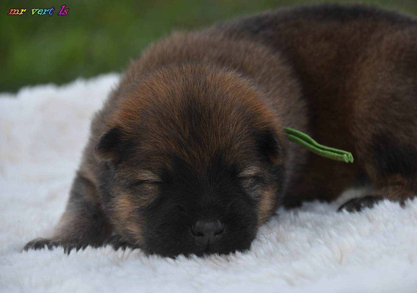 des Legendes de Retz - Chiots disponibles - Eurasier