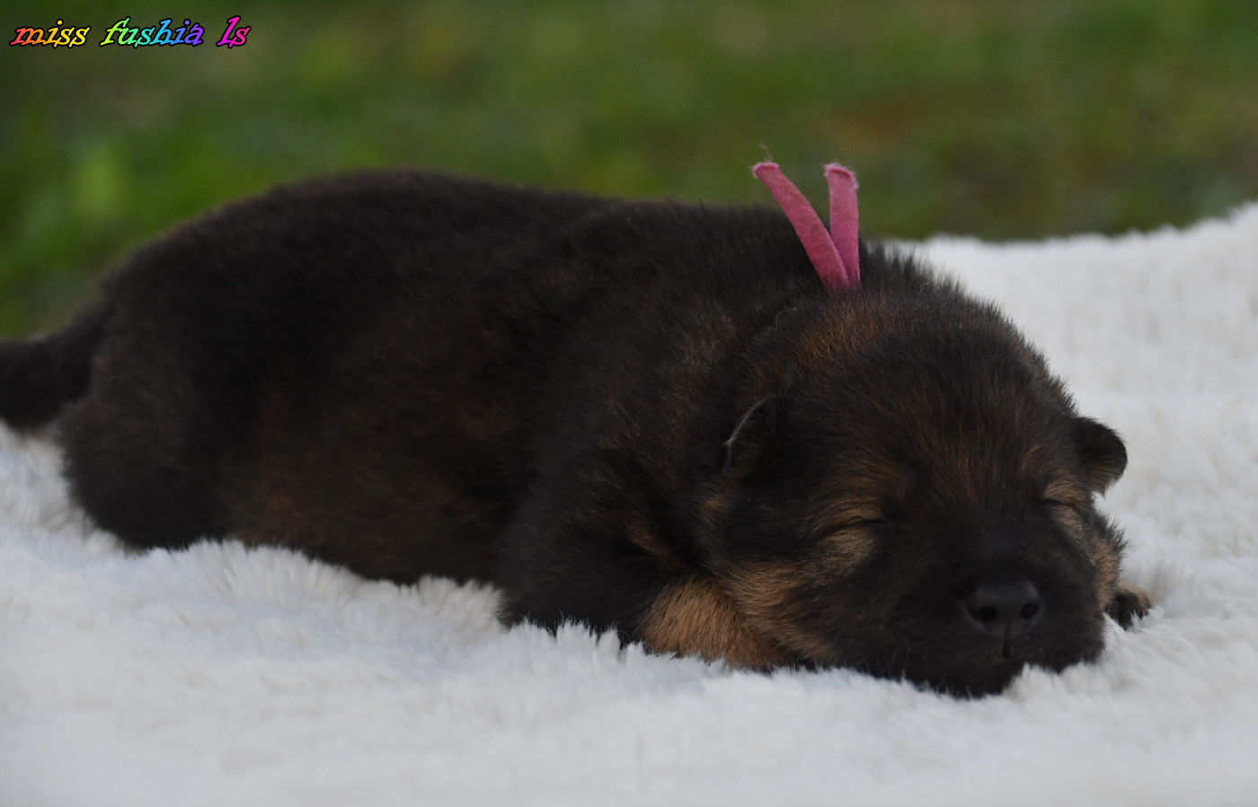 des Legendes de Retz - Chiots disponibles - Eurasier