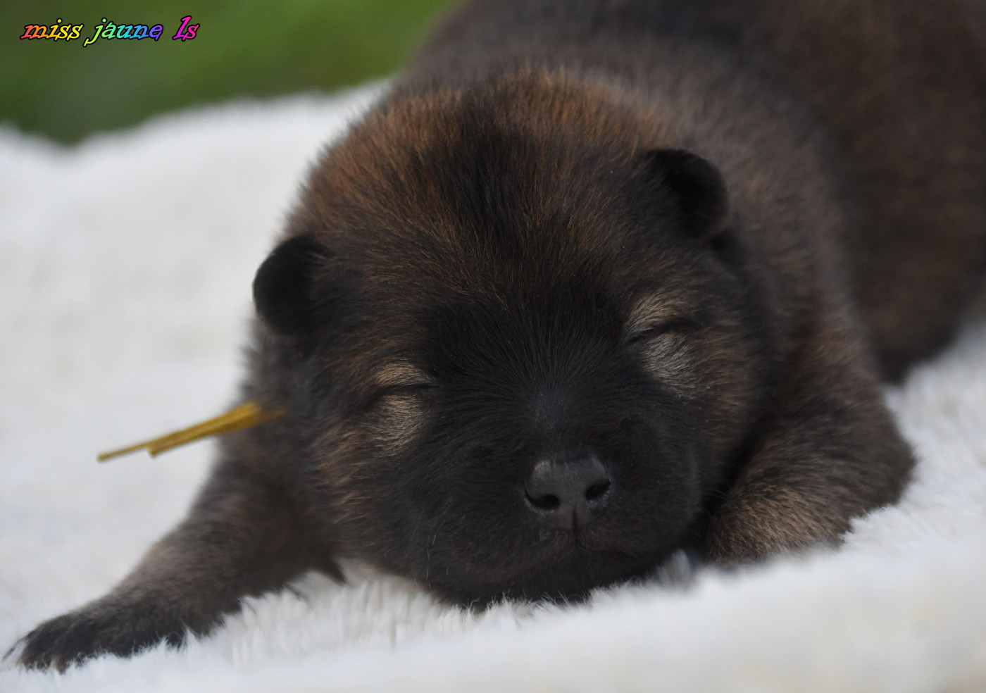 des Legendes de Retz - Chiots disponibles - Eurasier