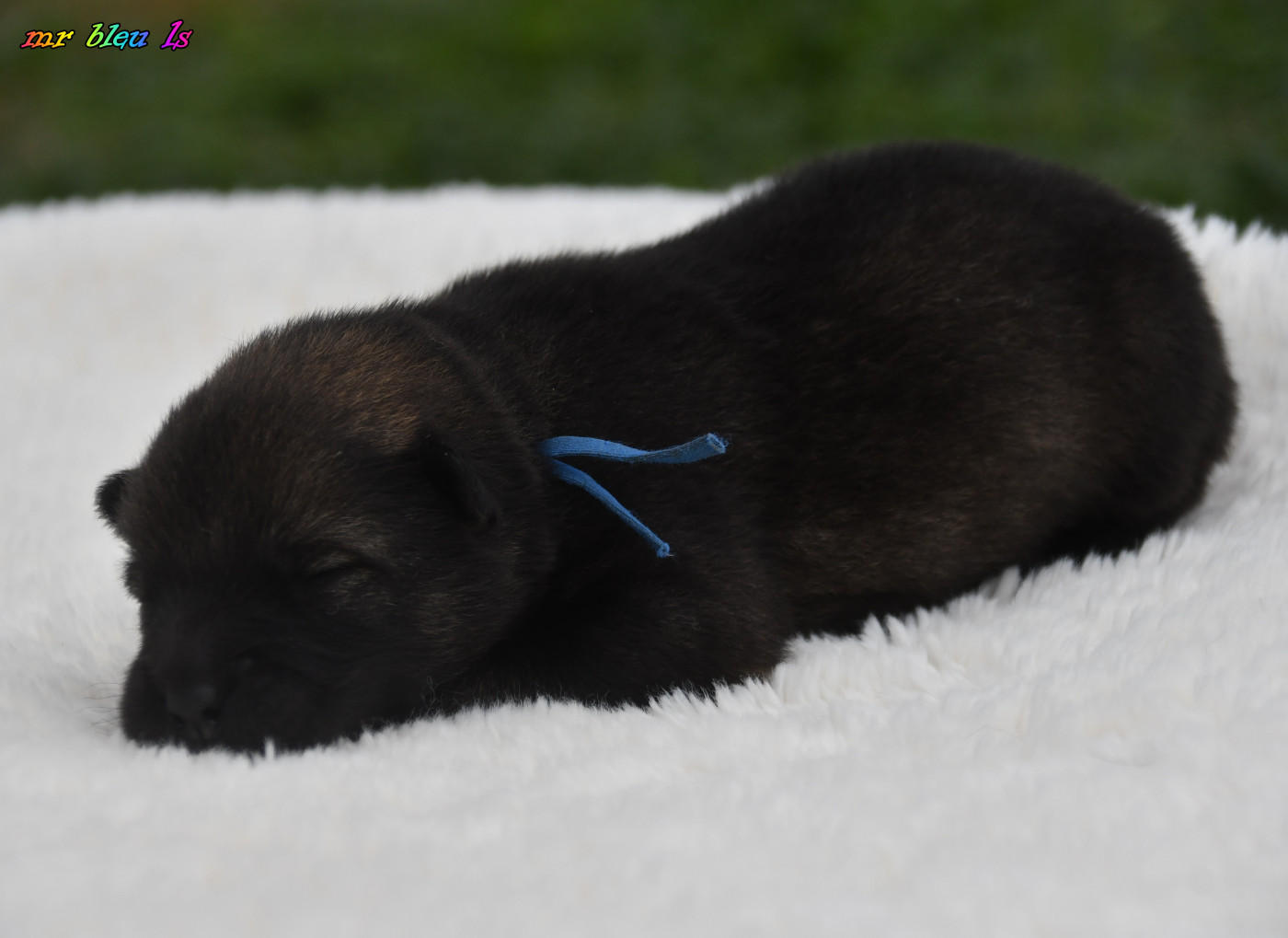des Legendes de Retz - Chiots disponibles - Eurasier