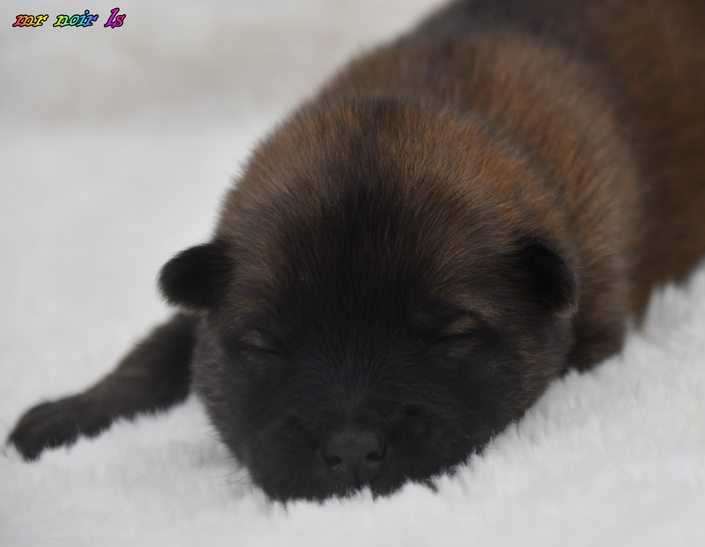 des Legendes de Retz - Chiots disponibles - Eurasier