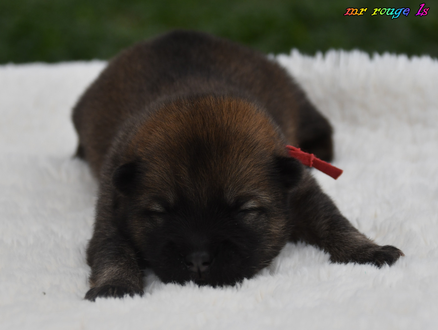 des Legendes de Retz - Chiots disponibles - Eurasier