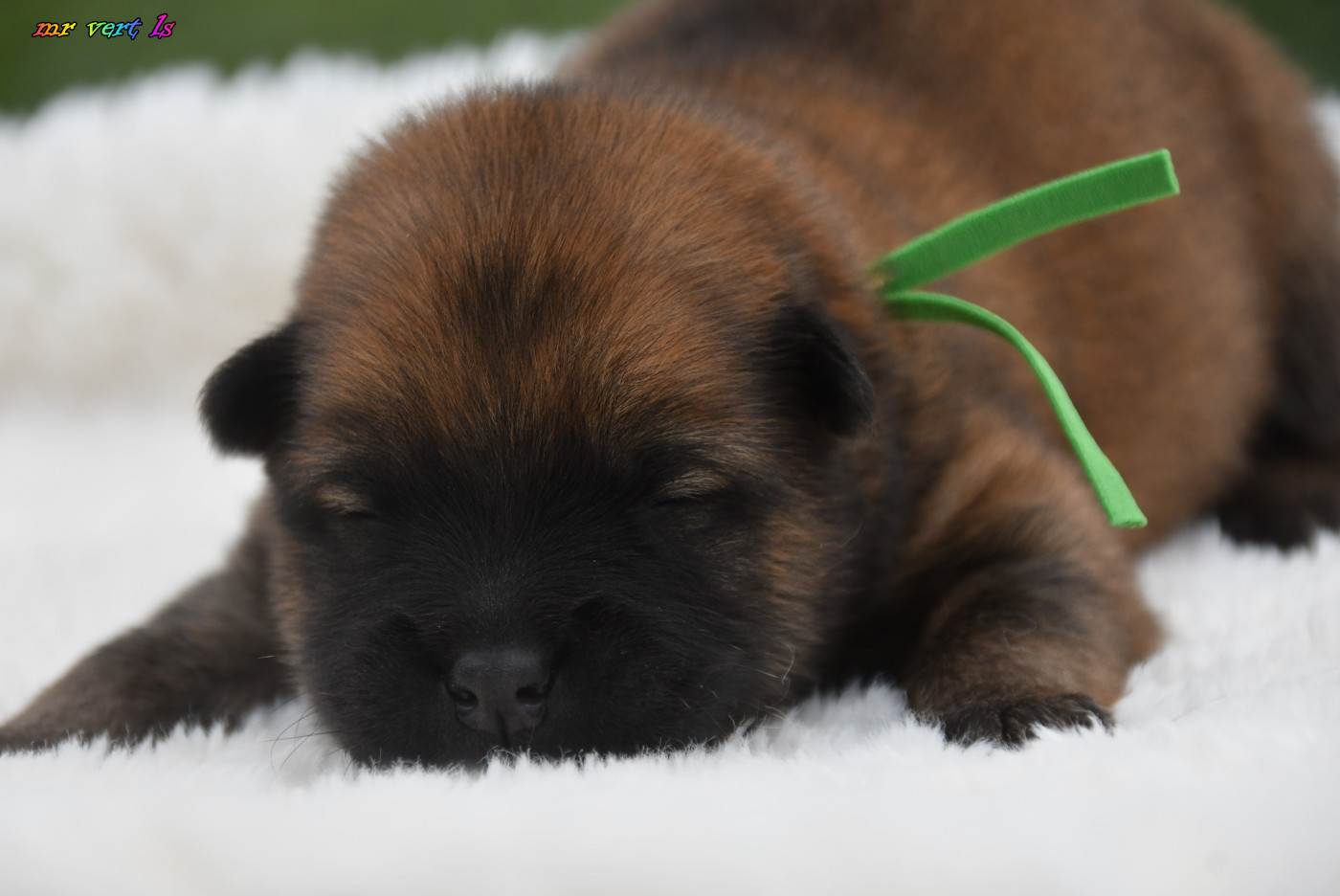 des Legendes de Retz - Chiots disponibles - Eurasier