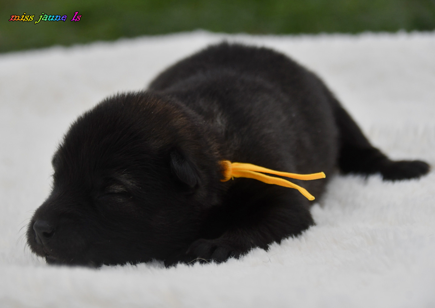 des Legendes de Retz - Chiots disponibles - Eurasier
