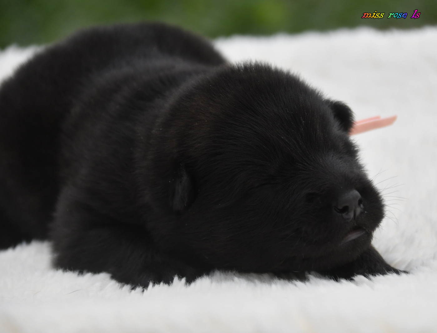 des Legendes de Retz - Chiots disponibles - Eurasier