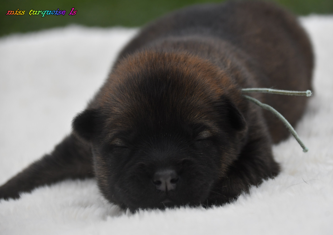des Legendes de Retz - Chiots disponibles - Eurasier