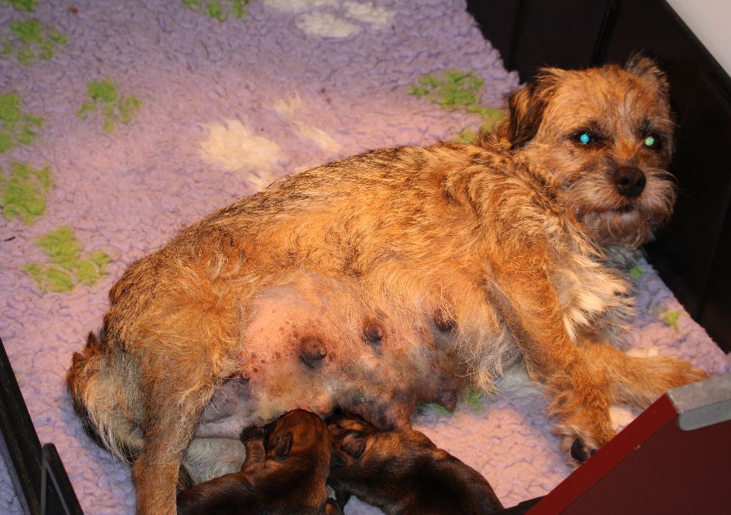 Chiot Border Terrier des Legendes de Retz