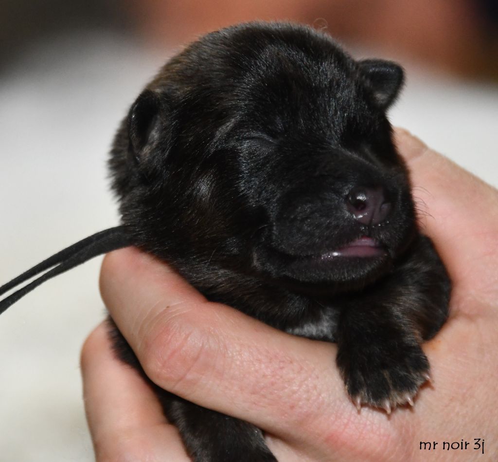 des Legendes de Retz - Chiots disponibles - Eurasier