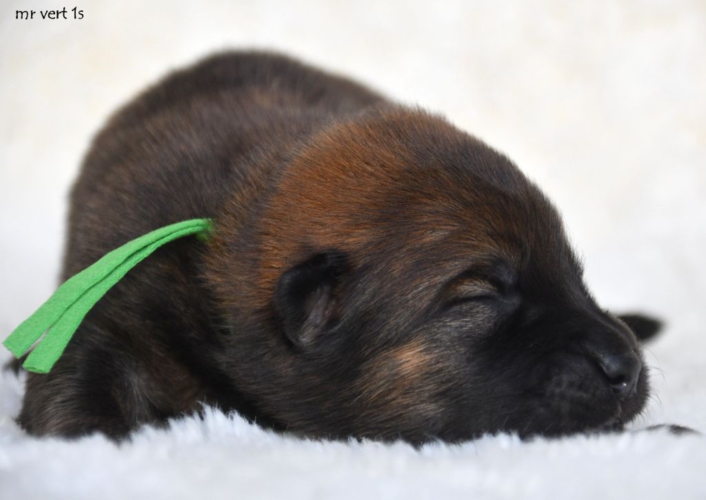 des Legendes de Retz - Chiots disponibles - Eurasier