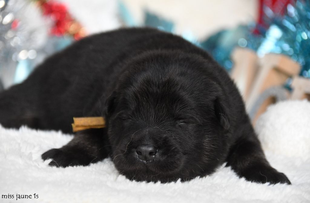 des Legendes de Retz - Chiots disponibles - Eurasier