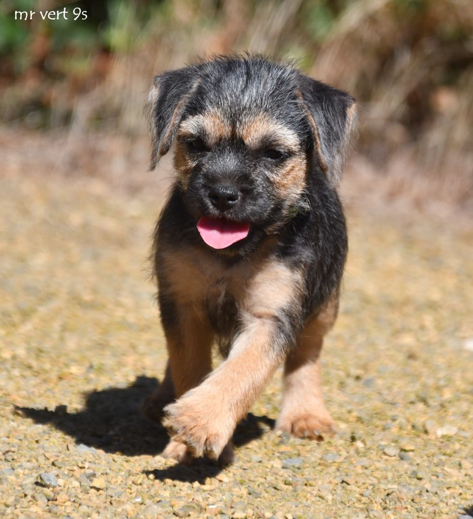 des Legendes de Retz - Border Terrier - Portée née le 20/07/2025
