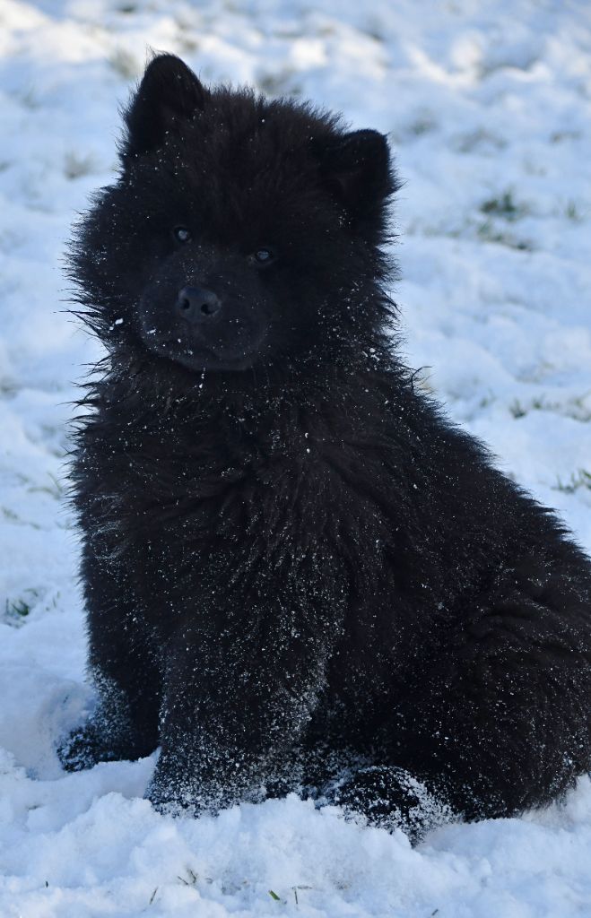 des Legendes de Retz - Chiots disponibles - Eurasier