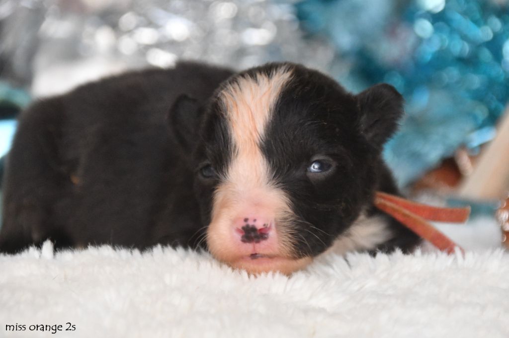 des Legendes de Retz - Chiots disponibles - Laika de iakoutie