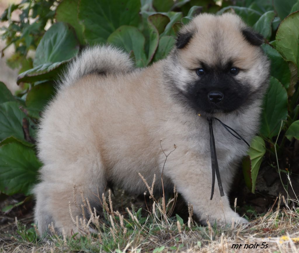 des Legendes de Retz - Eurasier - Portée née le 20/06/2025