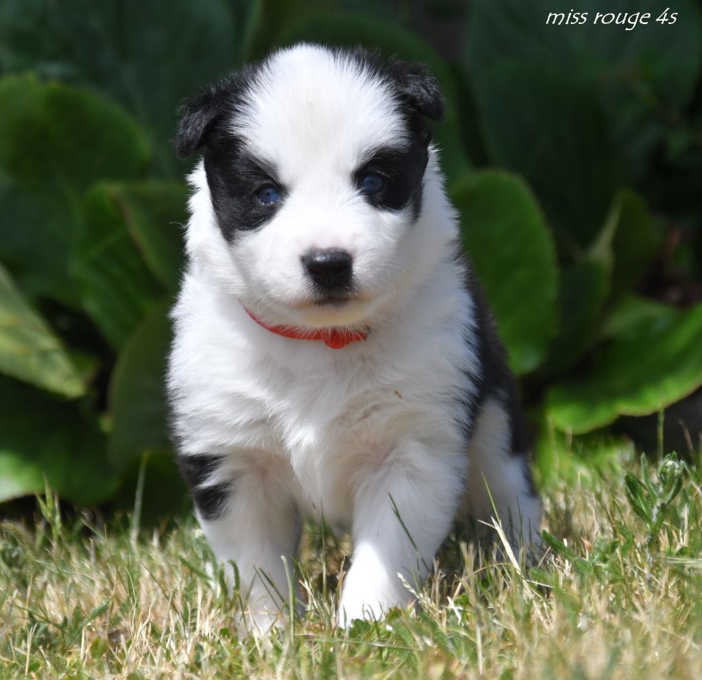 des Legendes de Retz - Chiots disponibles - Laika de iakoutie