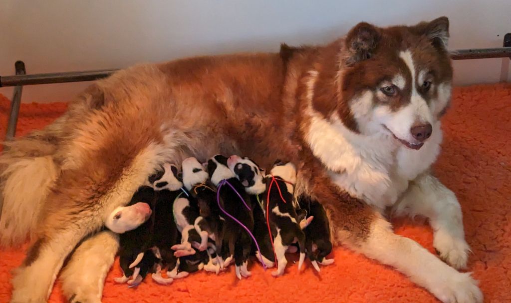 Chiot Laika de iakoutie des Legendes de Retz
