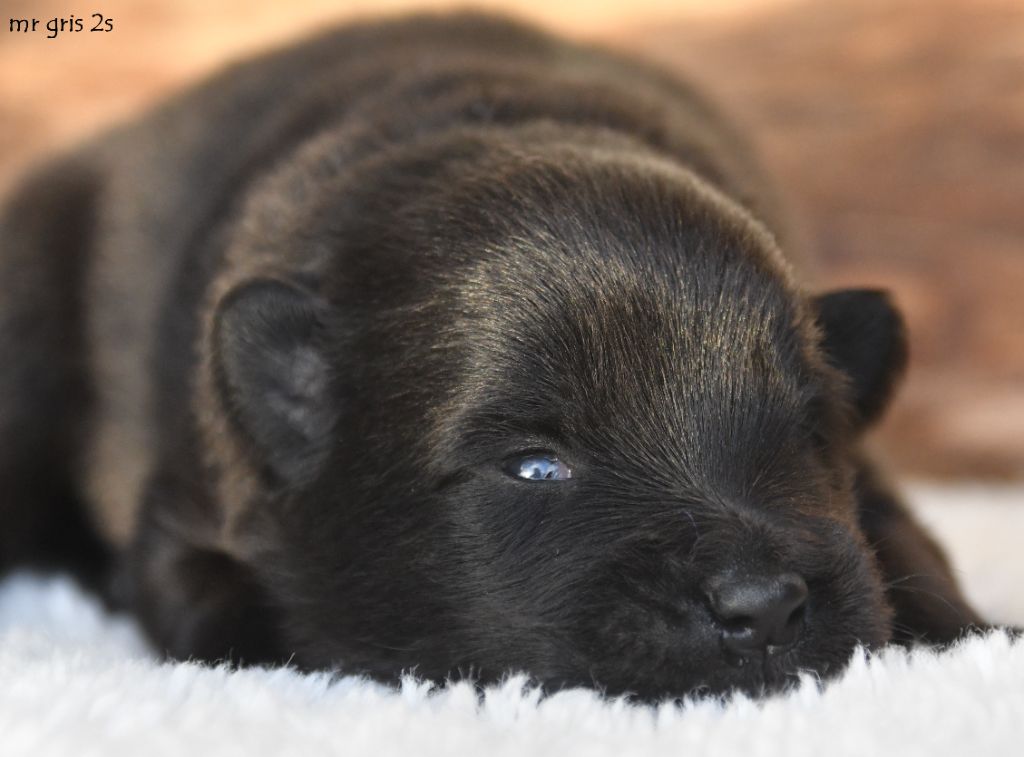 des Legendes de Retz - Chiots disponibles - Eurasier
