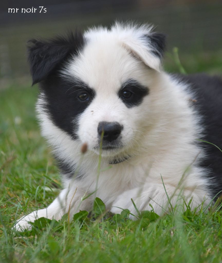 des Legendes de Retz - Chiots disponibles - Laika de iakoutie