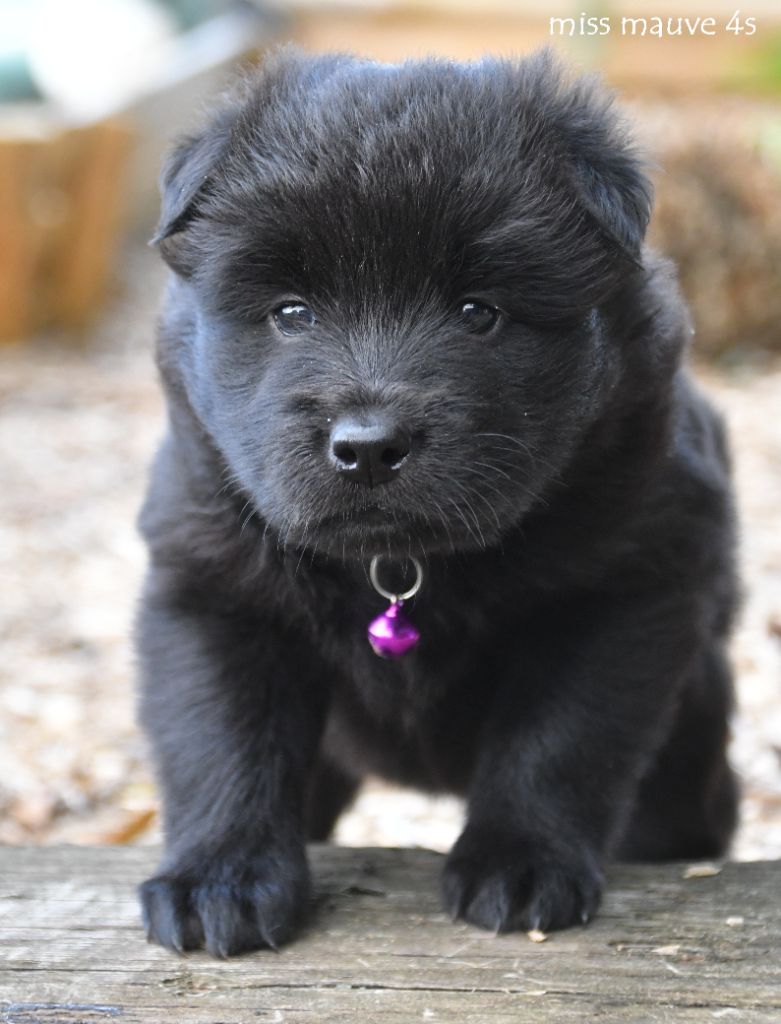 des Legendes de Retz - Chiots disponibles - Eurasier