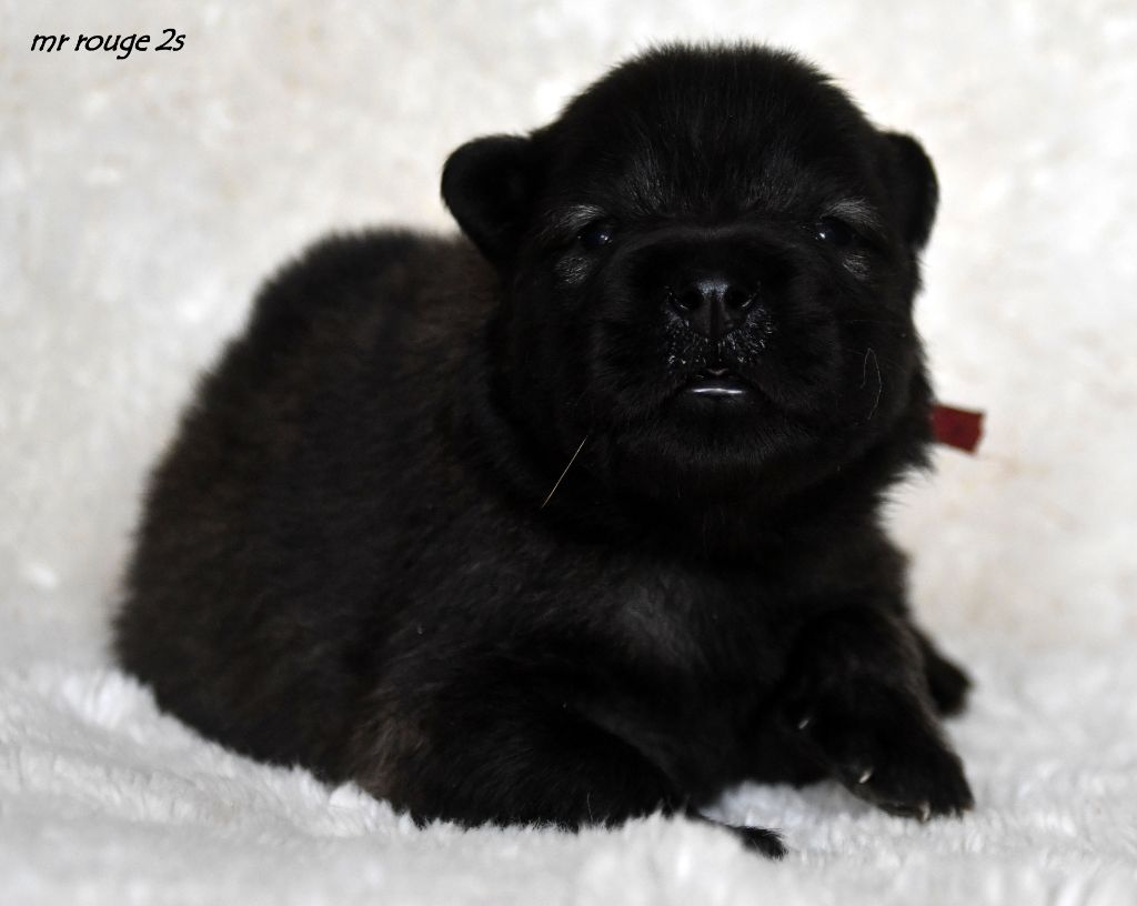 des Legendes de Retz - Chiots disponibles - Eurasier