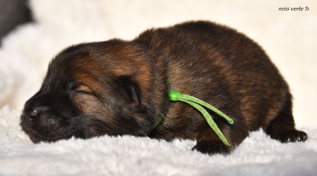des Legendes de Retz - Chiots disponibles - Eurasier